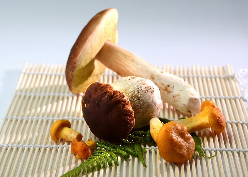 Porcini mushroom by Alex Neumayer