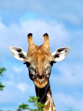 Giraffe kijkt boven de boven uit