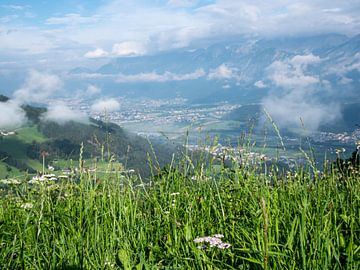 grüne Blumenwiese in den Alpen von Animaflora PicsStock