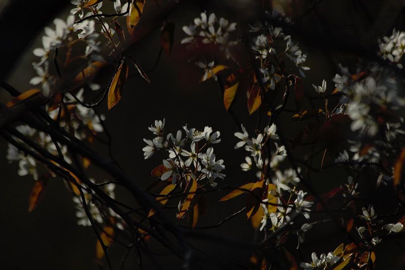 Stimmungsvoll in der Abendsonne, diese Blüten von Anke Winters