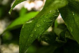 Druppels by Bjorn Cornelissen