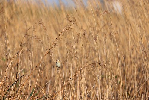 Zomerse Symfonie – Rietzanger tussen Wuivend Riet