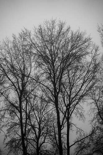 Kale bomen op een koude winter morgen