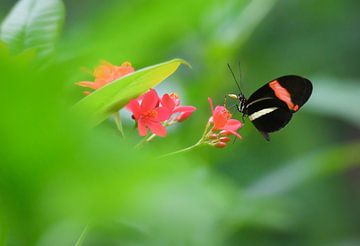 Schmetterling auf einer Blume vor einem schönen Hintergrund von Chihong