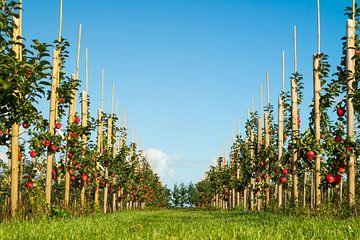 Foto van een appelboomgaard laag bij de grond genomen van Natascha Teubl