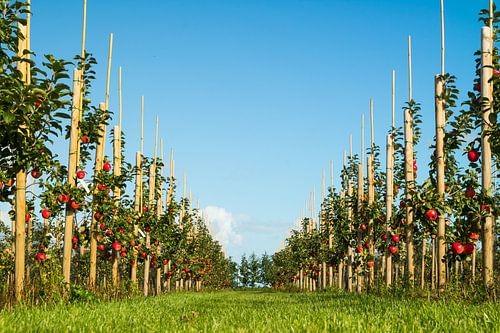 Foto van een appelboomgaard laag bij de grond genomen