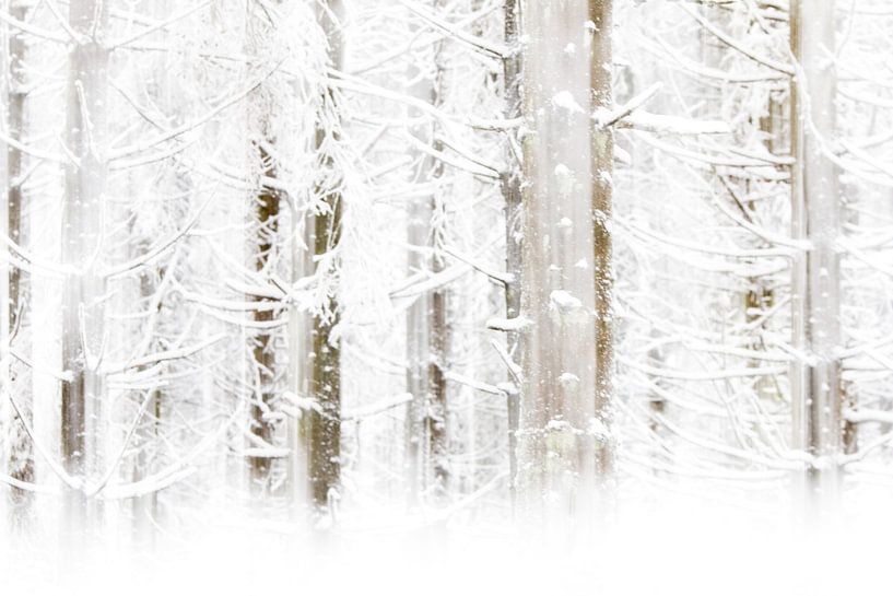 Winter Wonderland in de Hoge Venen par Esther Ehren