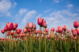 een bosje rode tulpen by Hanneke Hartman