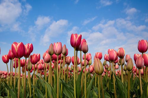 een bosje rode tulpen
