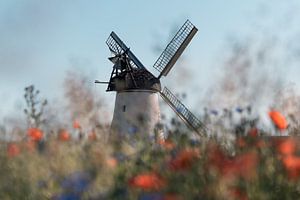 Windmühle im Mohnfeld