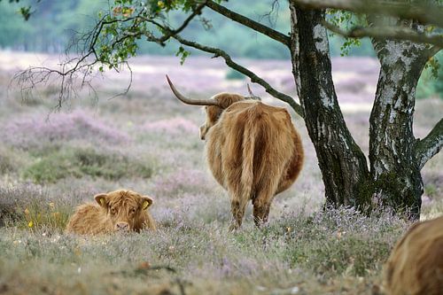 Highlander écossais avec son veau sous un arbre dans une lande violette
