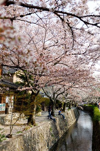 Bloesem in Kyoto - Japan