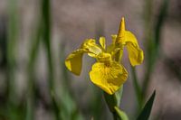 Gele Iris
