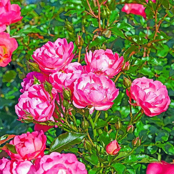 Blooming red roses by Michael Schuppich
