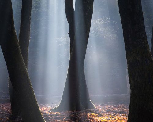 Speulderbos
