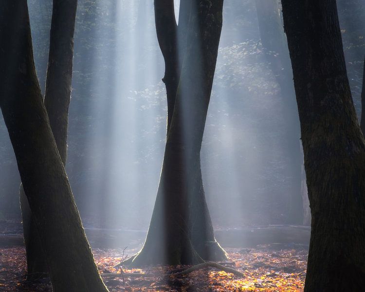 Speulderbos von Jeroen Linnenkamp