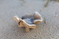 Eenzame paddenstoel op het strand