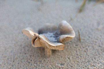 Eenzame paddenstoel op het strand van Nicolette Suijkerbuijk