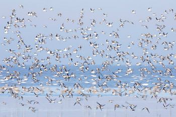 Ensemble, des peigneurs de plage colorés dans la mer des Wadden - Wadden naturel
