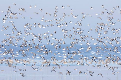 Samen, bonte strandlopers in Waddenzee - Natuurlijk Wadden