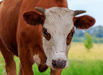 Portrait d'une vache Blaarkop