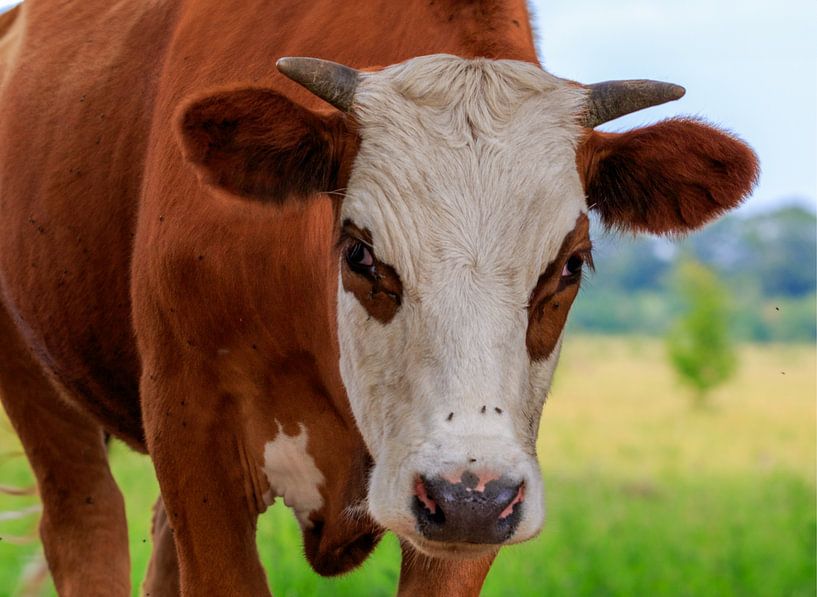 Porträt einer Blaarkop-Kuh von Photo Henk van Dijk