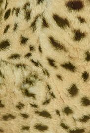 Geparden-Fell von Markus Jerko