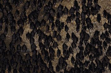 Vleermuizen aan het plafond van de vleermuizengrot in de buurt van Pokhara