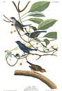 Indigogors van Birds of America thumbnail