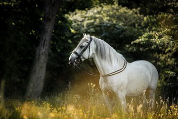 Spanish Pre stallion by Daliyah BenHaim