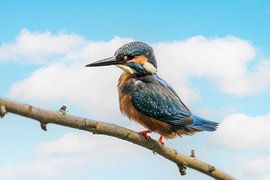 kingfisher with fish