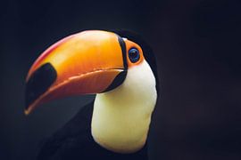 Riesenkuckuck von Eveline van Beusichem