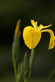 Lis I