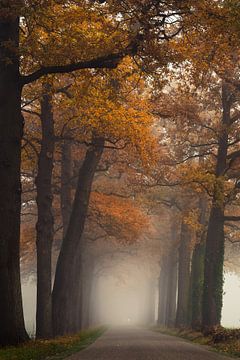Autumn colors at the old oak tree path sur Edwin Mooijaart