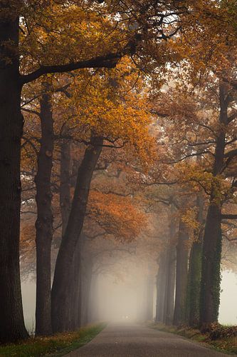 Autumn colors at the old oak tree path