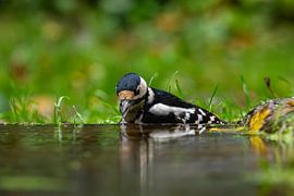 Great spotted woodpecker by Peter Bartelings