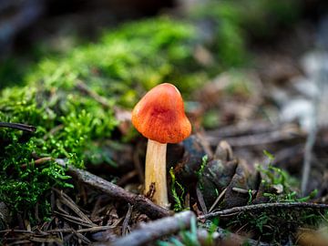 Enchantment of the Little Mushroom by Jorrick Mulder