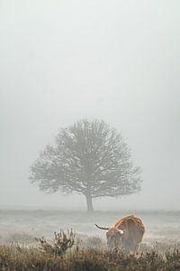 Schotse hooglander in de mist van Niels Barto