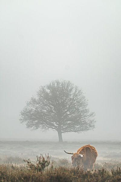 Le Highlander écossais dans la brume par Niels Barto