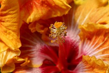 Macro van een rode oranje hibiscus van W J Kok