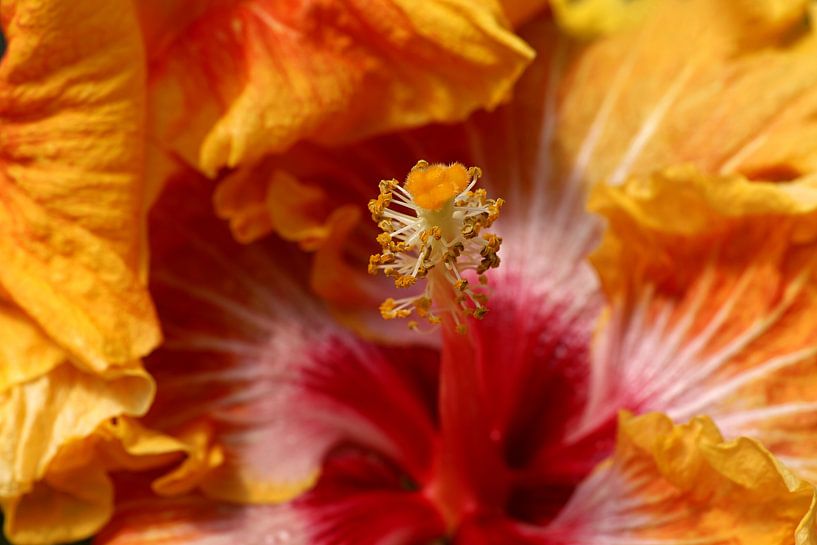 Macro of a red orange hibiscus by W J Kok