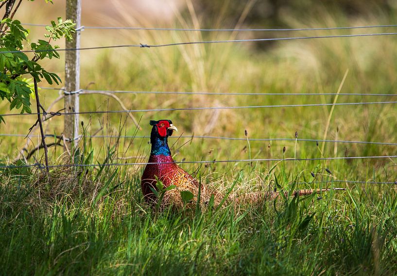 Der Fasan von Ton Tolboom