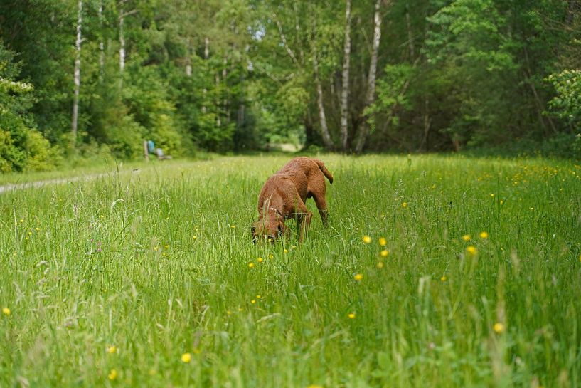 On the meadow with a brown Magyar Vizsla wirehair. by Babetts Bildergalerie