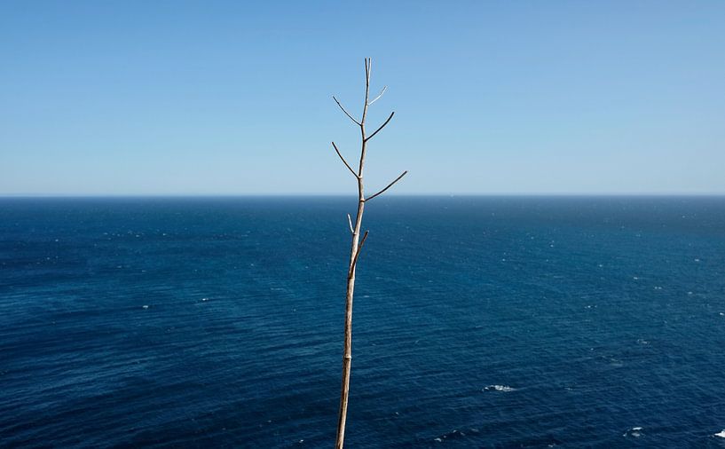 Ein Ast vor dem Horizont an der Küste von Lensw0rld