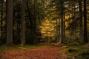 Herfst op de Hondsrug van P Kuipers