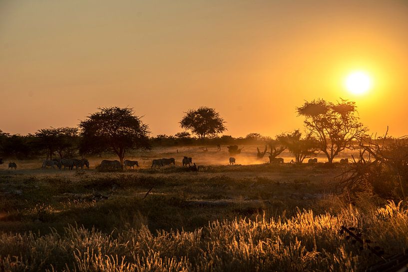 Sunset in the savannah by Alex Neumayer