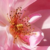 Roze wilde  roos