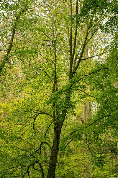 Trees at the Keukenhof. by Alie Ekkelenkamp
