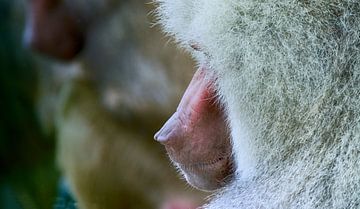 In gepeins verzonken baviaan van Foto Amsterdam/ Peter Bartelings