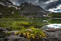 MOUNTAIN FLOWERS